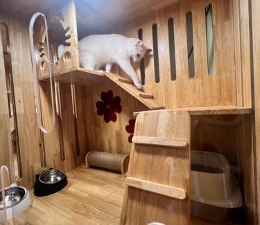 Hat Yai Other | Cat Hotel Hatyai by Krissana Mansion cat only