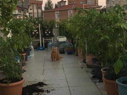 Rumeli Hisari Bed & Breakfast | Cozy Cat House: Perfect Budget-Friendly Retreat