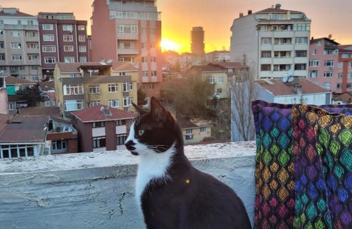 Rumeli Hisari Bed & Breakfast | Cozy Cat House: Perfect Budget-Friendly Retreat