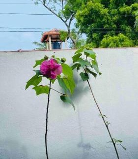 Kanuwana House | Family-Friendly Catherine Villa near Colombo Airport