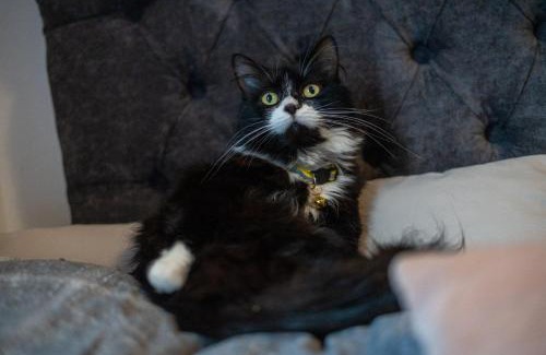 Bispham House | Relax at Cavendish Cat and Gaming House with Ocean Views