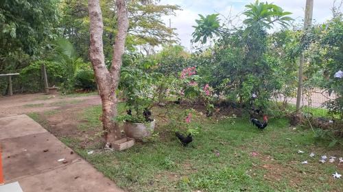 Cuiaba Hotel | Delightful Chácara Pousada Sagui: Guest Rated 9/10