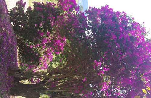 Joanopolis House | Discover Tranquility at Chácara Uirapuru - Nature Awaits