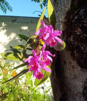 Meaipe House | Chalé Orquídea Praia de Meaípe - Guarapari, Espírito Santo