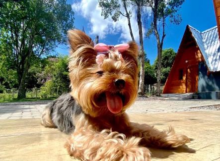 Sao Francisco de Paula Cabin | Discover Chalés da Serra: Pet Friendly with Hot Tub Bliss