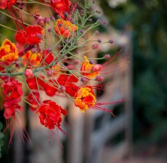Corrego do Bom Jesus House | Top-Rated Chalés Kayoá: Family & Pet-Friendly Retreat