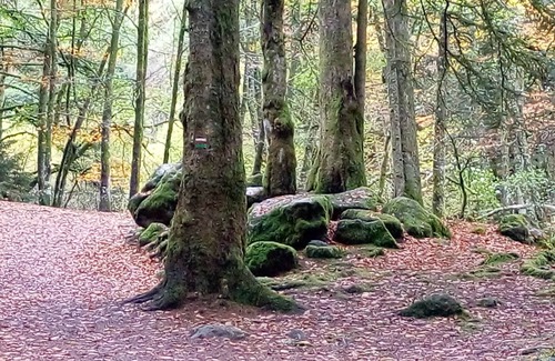 Mont-Dore Ski Chalet | Pet-Friendly Chalet Ô Mont-Dore with Lake Views & Kitchen