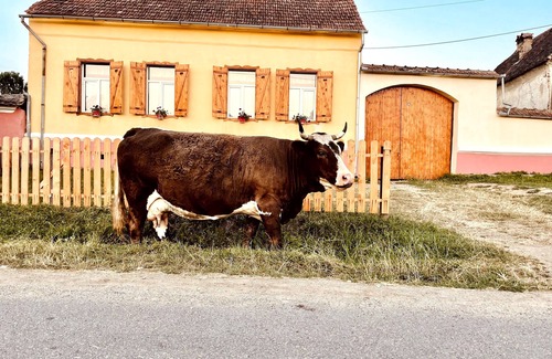 Soars House | Cozy Chalet Giuel in Transilvania: Pet-Friendly Retreat