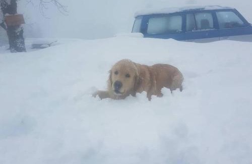 Roncegno Ski Chalet | Chalet Lagorai: Pet Friendly Retreat with High Guest Ratings