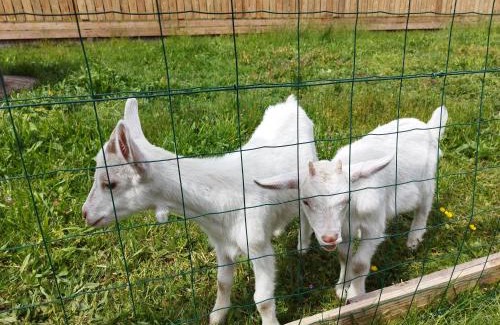 Spay Bed & Breakfast | Tranquil Chalet Near the Circuit - Child Friendly Haven