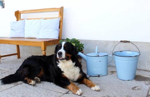 Lasenice House | Pet-Friendly Retreat at Chalupa U Lávky - 8.9/10 Rated
