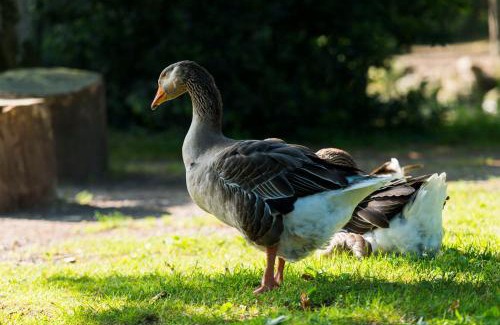 Saint-Aignan-Grandlieu Other | Chateau De La Plinguetiere: Family-Friendly Retreat Awaits