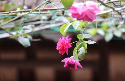 Son Tay House | Discover Comfort at Chicken's House - Đường Lâm Homestay