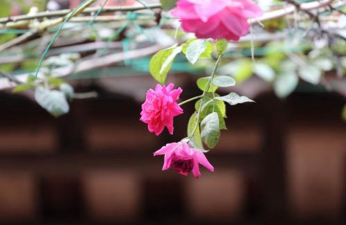 Son Tay House | Discover Comfort at Chicken's House - Đường Lâm Homestay