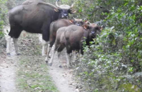 Alipurduar Resort | Explore Nature at Chilapata Jungle Resort - Pet Friendly Stay