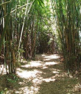 Sapiranga Other | Pet-Friendly Retreat: Choupana das Araucárias Awaits You!