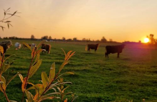 Idena House | Pet-Friendly Retreat at Cielavas ligzda for Families