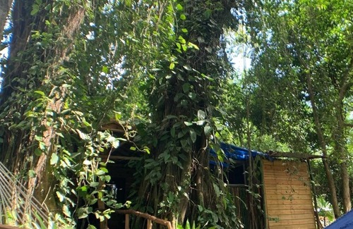 Bocas del Toro RV Rental | Clamping Jungle Bluff Beach Paradise - cozy tent under the monkey tree near the beach