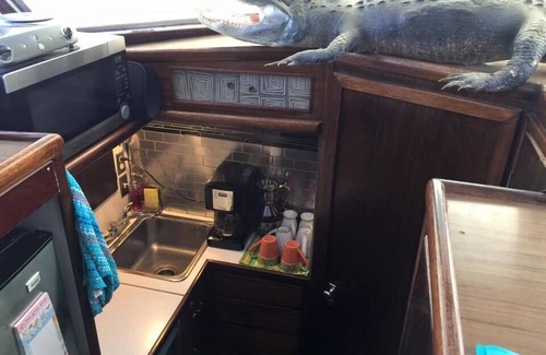 Orange Beach East Boat Rental | Explore Classic Yacht Rentals at FloraBama Today