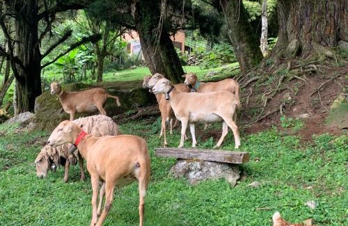 Los Naranjos House | Cloud Forest Lodge Boquete