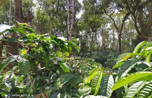Somvarpet House | Discover Coffee Nest Coorg: Family-Friendly Retreat Awaits