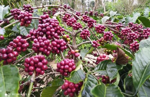 Somvarpet House | Discover Coffee Nest Coorg: Family-Friendly Retreat Awaits