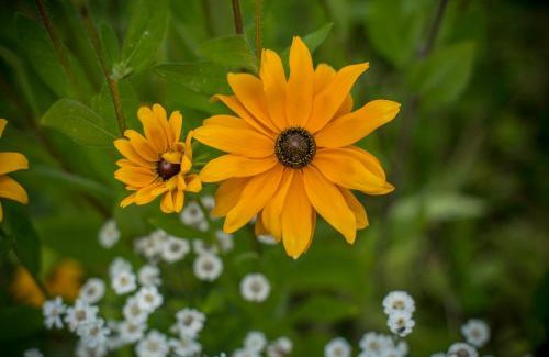 Oakford House | Collen