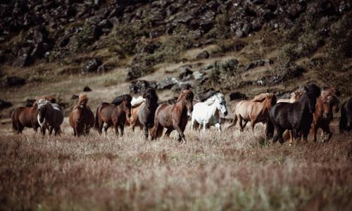 Sveitarfelagid Olfus House | Inviting Cora's House & Horses: Rated 9/10 with Family Amenities