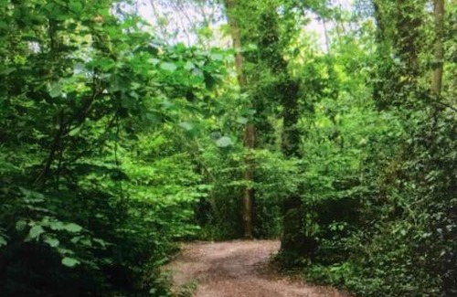 Broad Oak Other | Serene Woodland Retreat with Cozy Log Fires & Nature Awaits