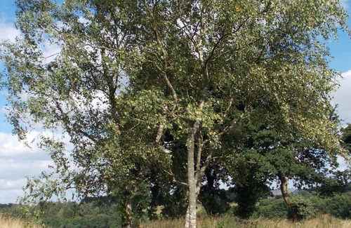 Kerpert House | Cozy Cottage in Central Brittany - Guest Rated 10/10