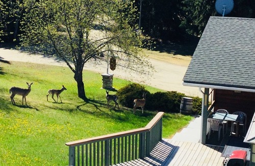 Valemount Cabin | Cozy Country Comfort! Rustic Lodge Awaits Your Stay