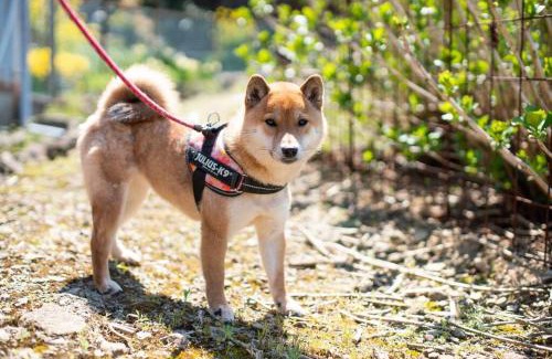 Aridagawa House | Pet-Friendly Getaway at Countryside Stay ゲストハウスもらいもん