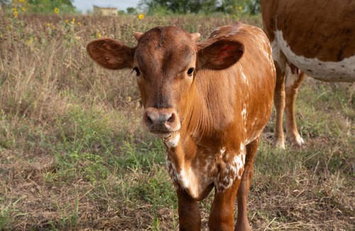 Martindale House | Family-Friendly Getaway at Right Turn Ranch - Rated 9/10