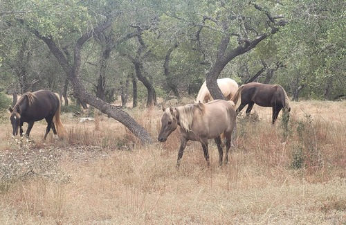 Bulverde Cabin | Cozy cabin in beautiful Bulverde Texas with AC, WiFi