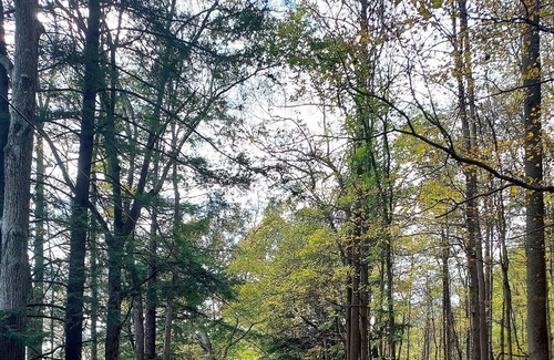Distant Cabin | Cozy cabin nestled in the valley of the Mahoning Creek
