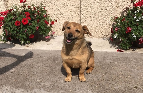 Letham Grange Cottage | Dog-Friendly Cottage at Kinblethmont Estate Near Golf & Beaches