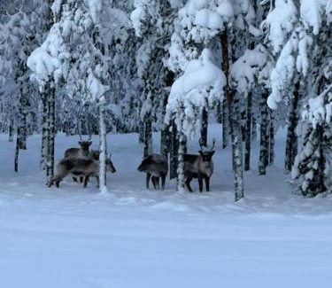 Rovaniemi Apartment | Welcoming House near SantaVillage – 4-Star Family Retreat