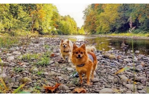 Tunkhannock Apartment | Discover Your Creekside Retreat Amidst Nature's Beauty