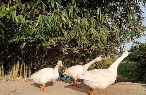 Cu Chi House | Pet-Friendly Cu Chi Boutique Farmstay - Rated 9.7 by Guests