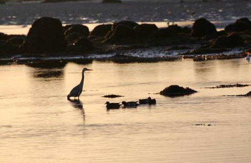 Rossaveel Apartment | Curlews Rest - Ideal Base for Exploring the Aran Islands