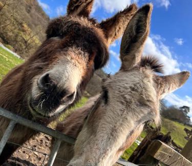 Merthyr Tydfil House | Guest Rated: Cwm Farm Cwtch - Pet Friendly Retreat