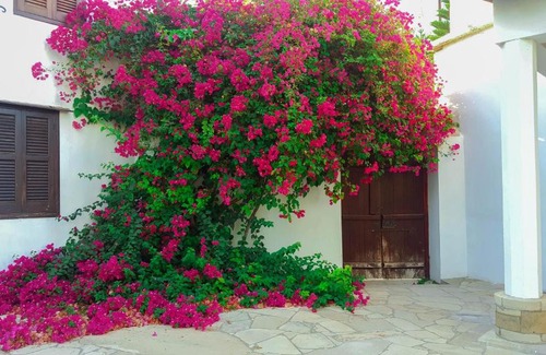 Zeytinlik House | Cozy Cyprus Village House - Pet & Child Friendly Stay