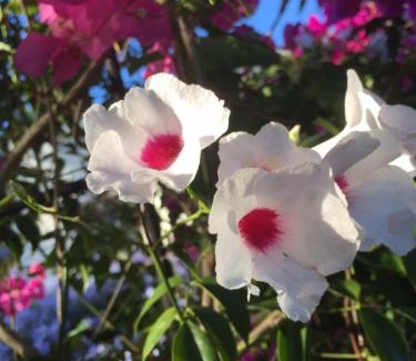 Darling House | Charming Darling Lodge Guest House with Oceanfront Views