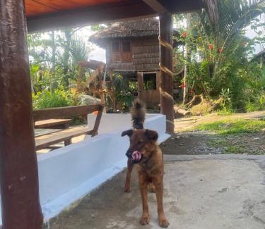 Bohorok House | Darma Homestay