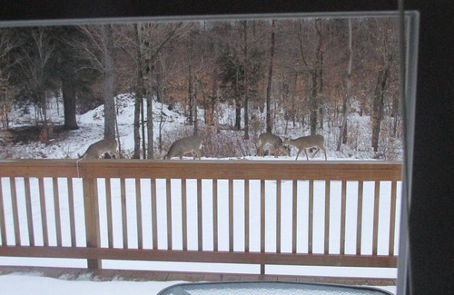 Morris Run Cabin | Quiet Family Retreat Near PA Grand Canyon - Rated 9.8/10
