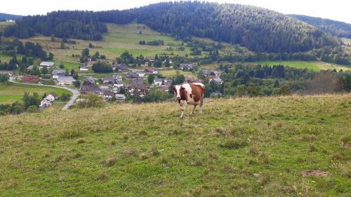Todtmoos Hotel | Pet-Friendly Retreat at Das Schwarzwaldhotel with Dining