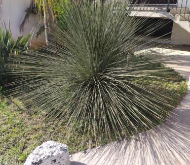 Cursi House | Pet-Friendly Getaway at Dasylirion Vacanze - Rated 8.5/10