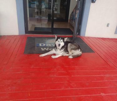 Elmendorf Hotel | Pet-Friendly Retreat at Days Inn & Suites Braunig Lake