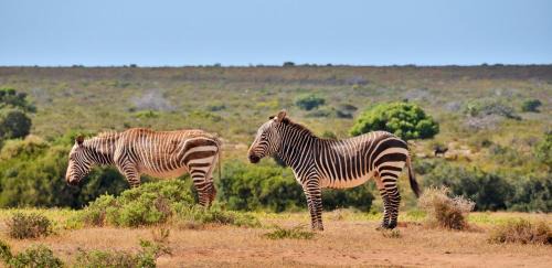 Overberg Resort | Experience De Hoop Collection - Vlei Cottages with Ocean Views