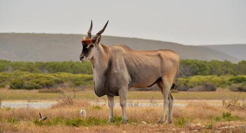 Overberg Resort | Experience De Hoop Collection - Vlei Cottages with Ocean Views